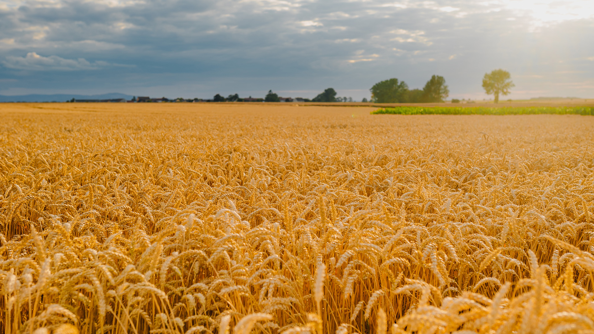 The Restorer of Souls